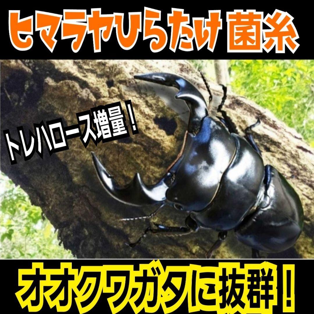 極上！ヒマラヤひらたけ菌糸瓶　特大1500ml【5本セット】トレハロース強化配合