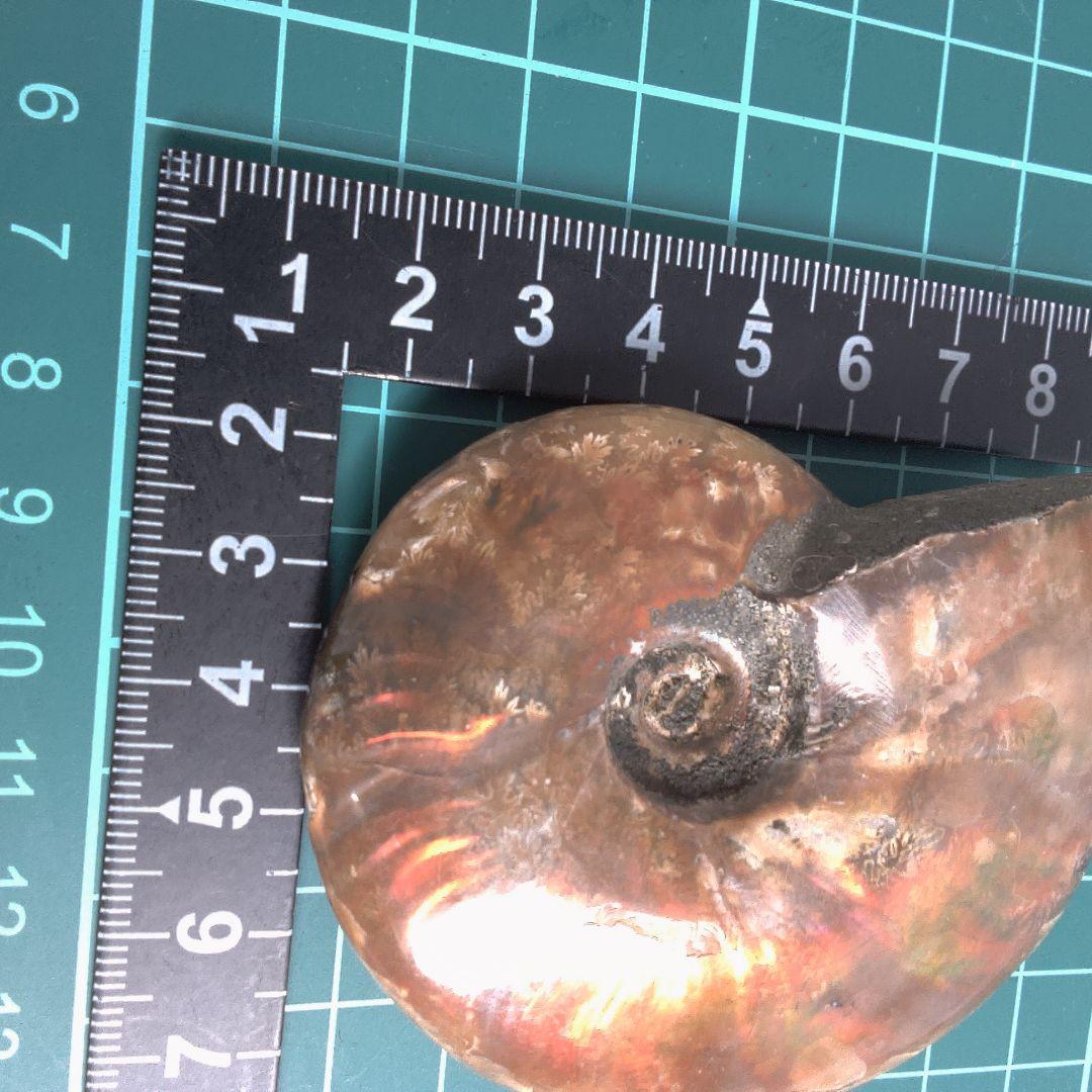 小物１ アンモナイトの化石