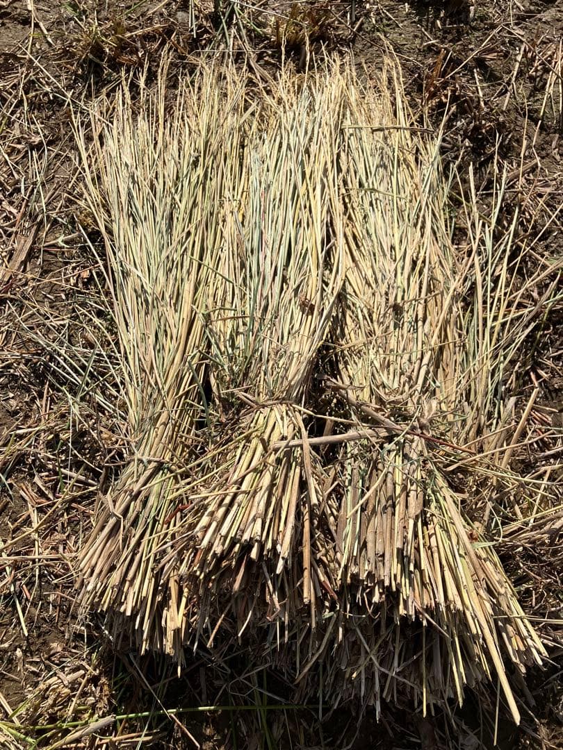 【R7年10月2日刈取り】無農薬稲わら 【有機栽培約14kg】岩手県一関市発