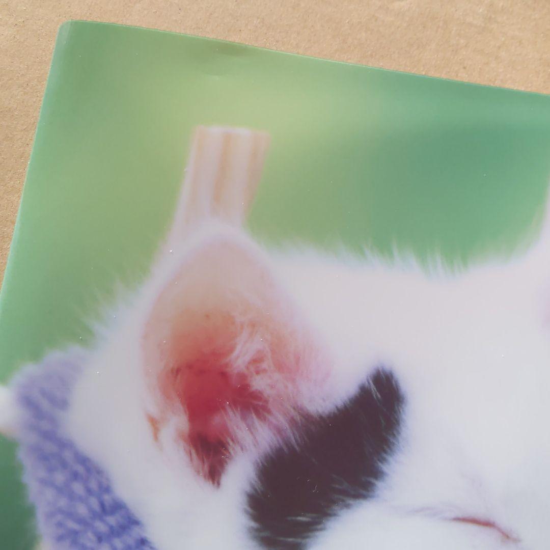350円クリアファイル ポストカード　猫