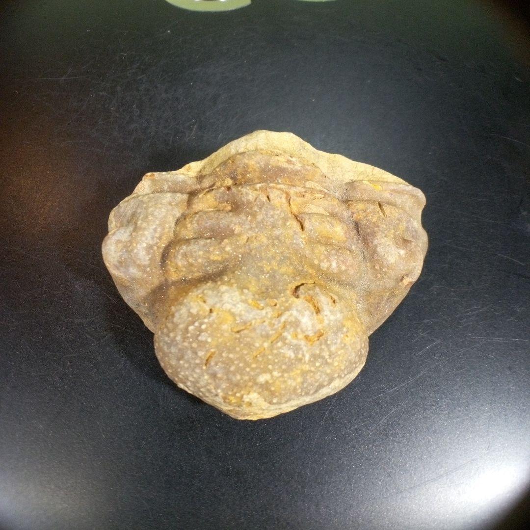 三葉虫　化石　fossil　ボリビア産　trilobite　ボリビア三葉虫郡⑤