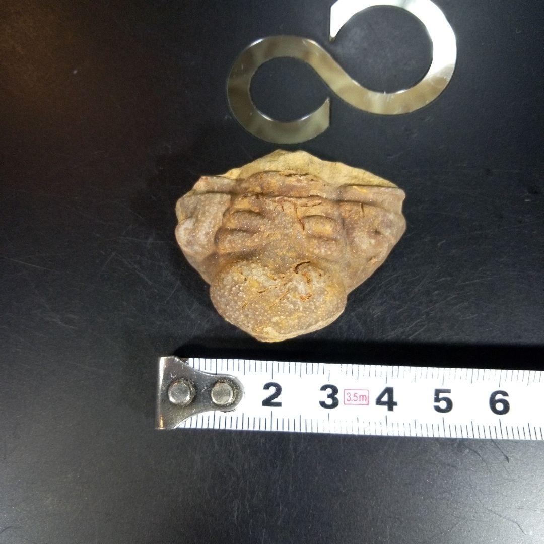 三葉虫　化石　fossil　ボリビア産　trilobite　ボリビア三葉虫郡⑤