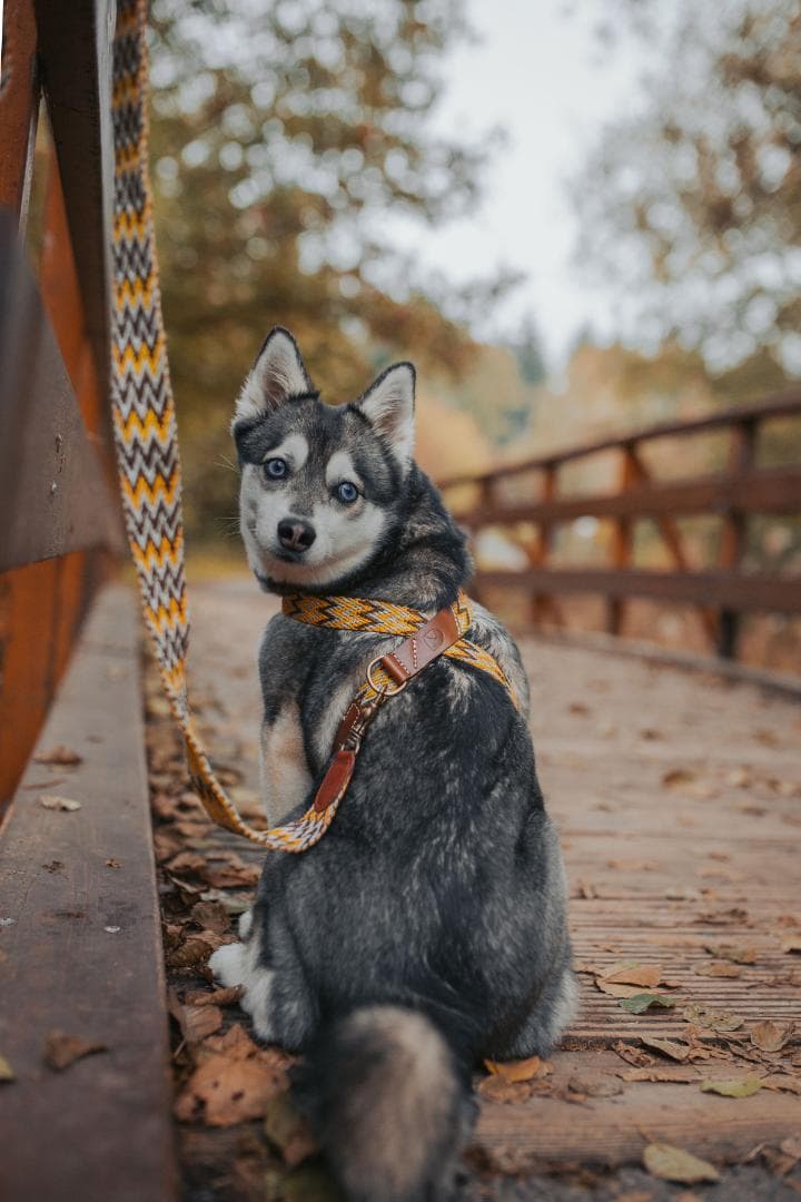 Peruvian Gold スペイン製 高級ハンドメイド犬用リード(2m)
