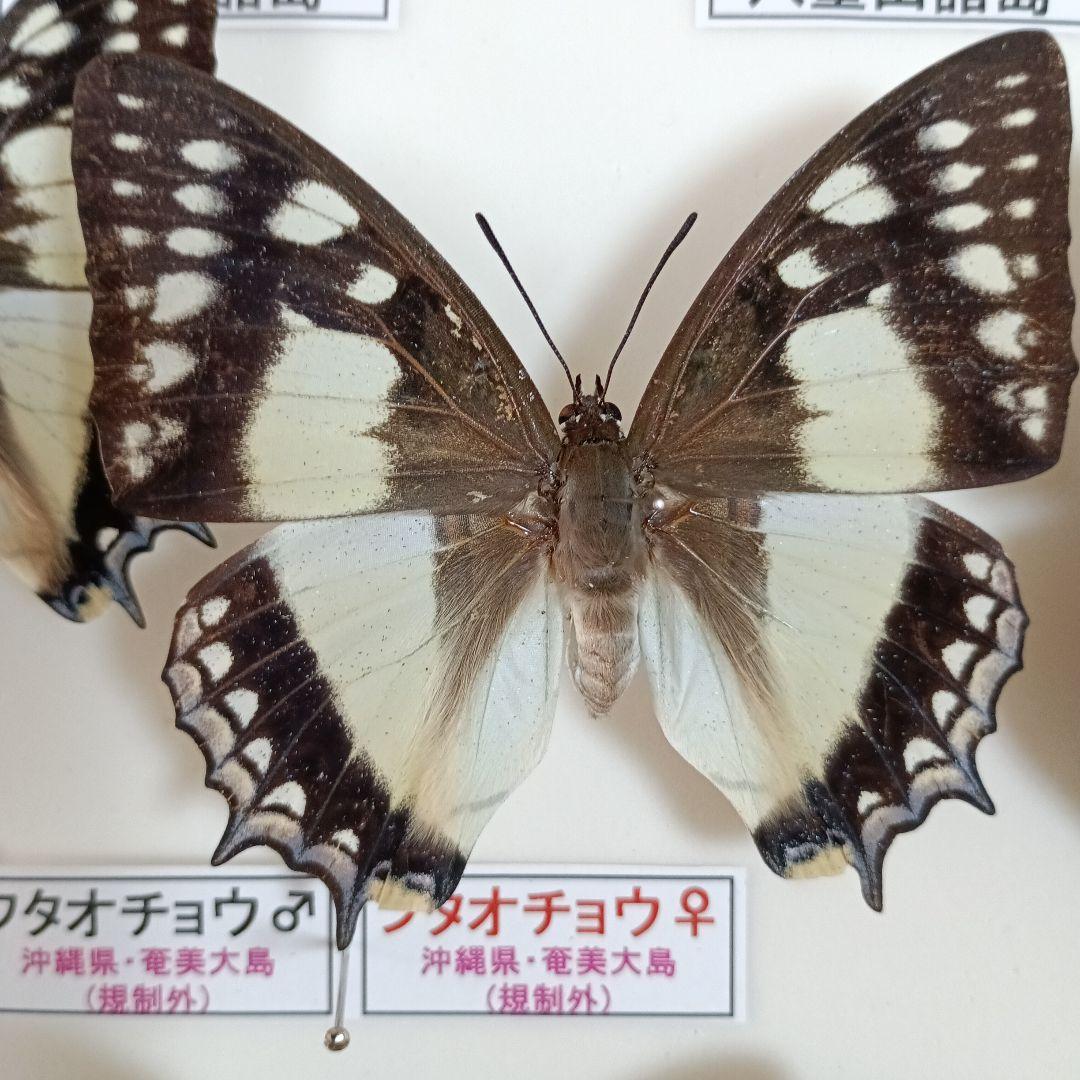 南西諸島の特産蝶47種＝希少フタオチョウ♂♀完品・コノハチョウを含む