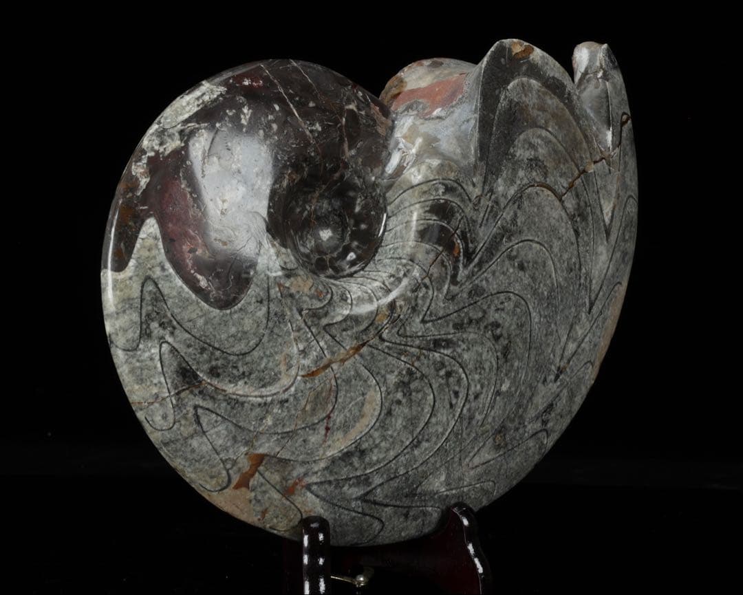 天然アンモナイト化石 重量2.8kg 古生物標本 化石標本 古代海洋生物 鑑賞石