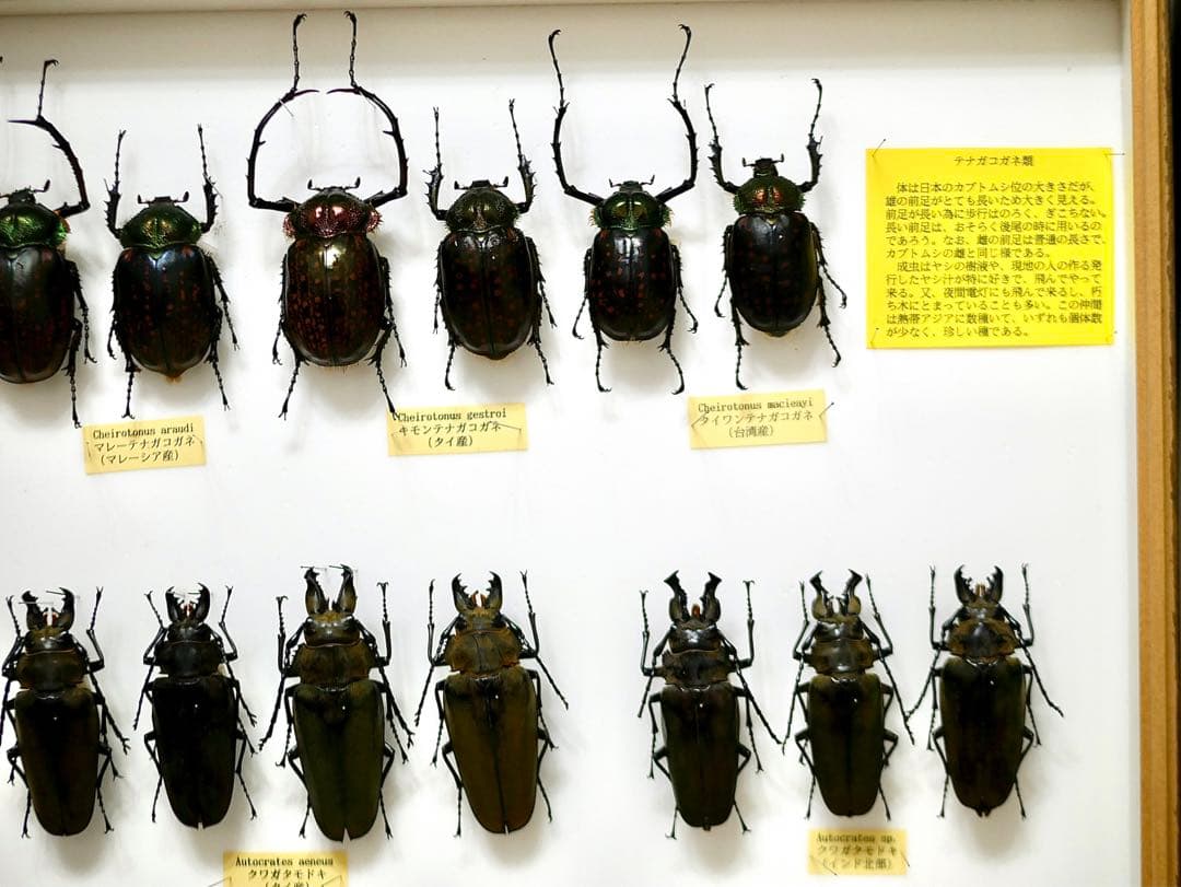 昆虫標本 テナガコガネ各種 クワガタモドキ 産地別コレクション研究用大型ドイツ箱