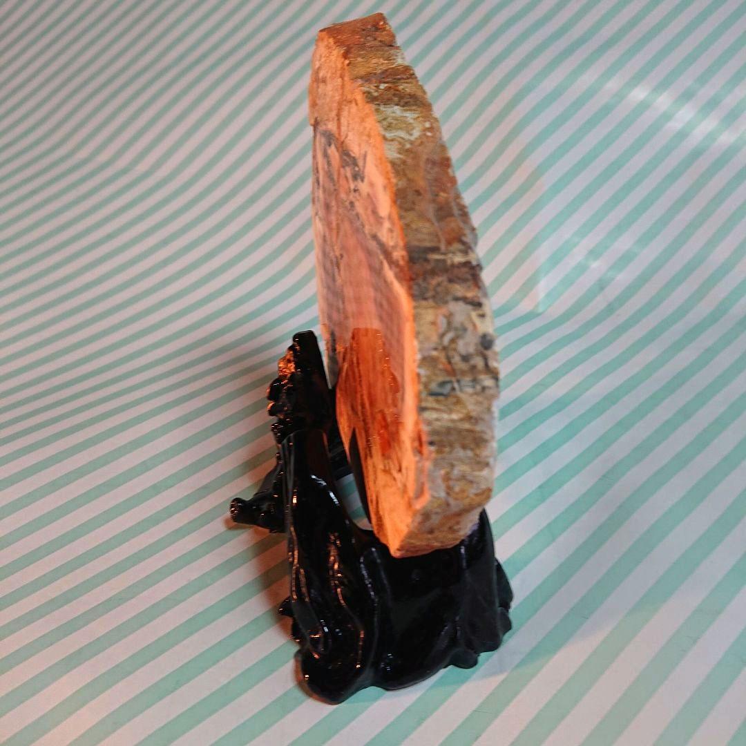 綺麗な化石 天然木 化玉原石