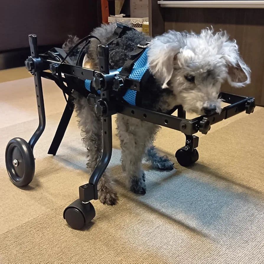 犬用車いす (4輪) Sサイズ