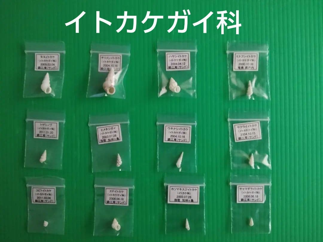 【くまのみVII】タカラガイ科他４５種類の貝殻