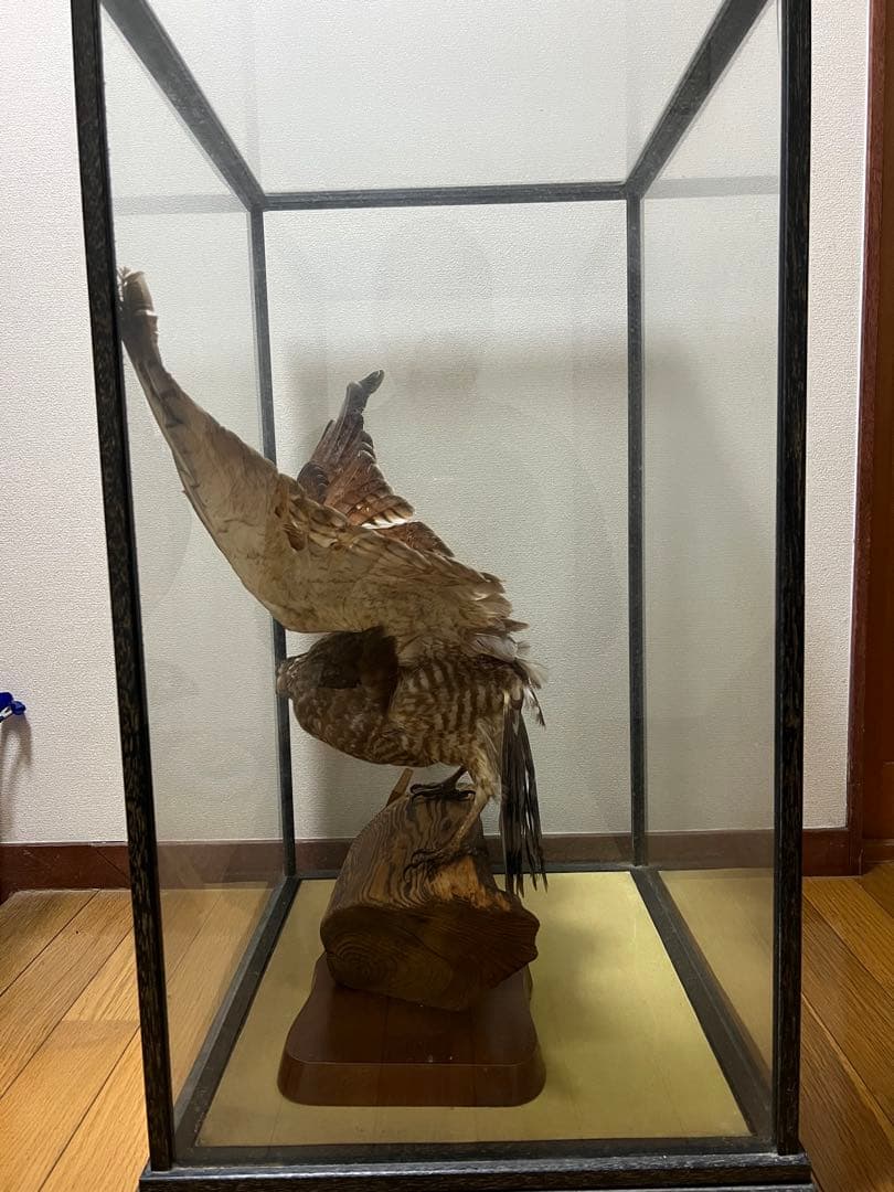 さしば鷹　剥製　(梱包・発送たのメル便5000円含)