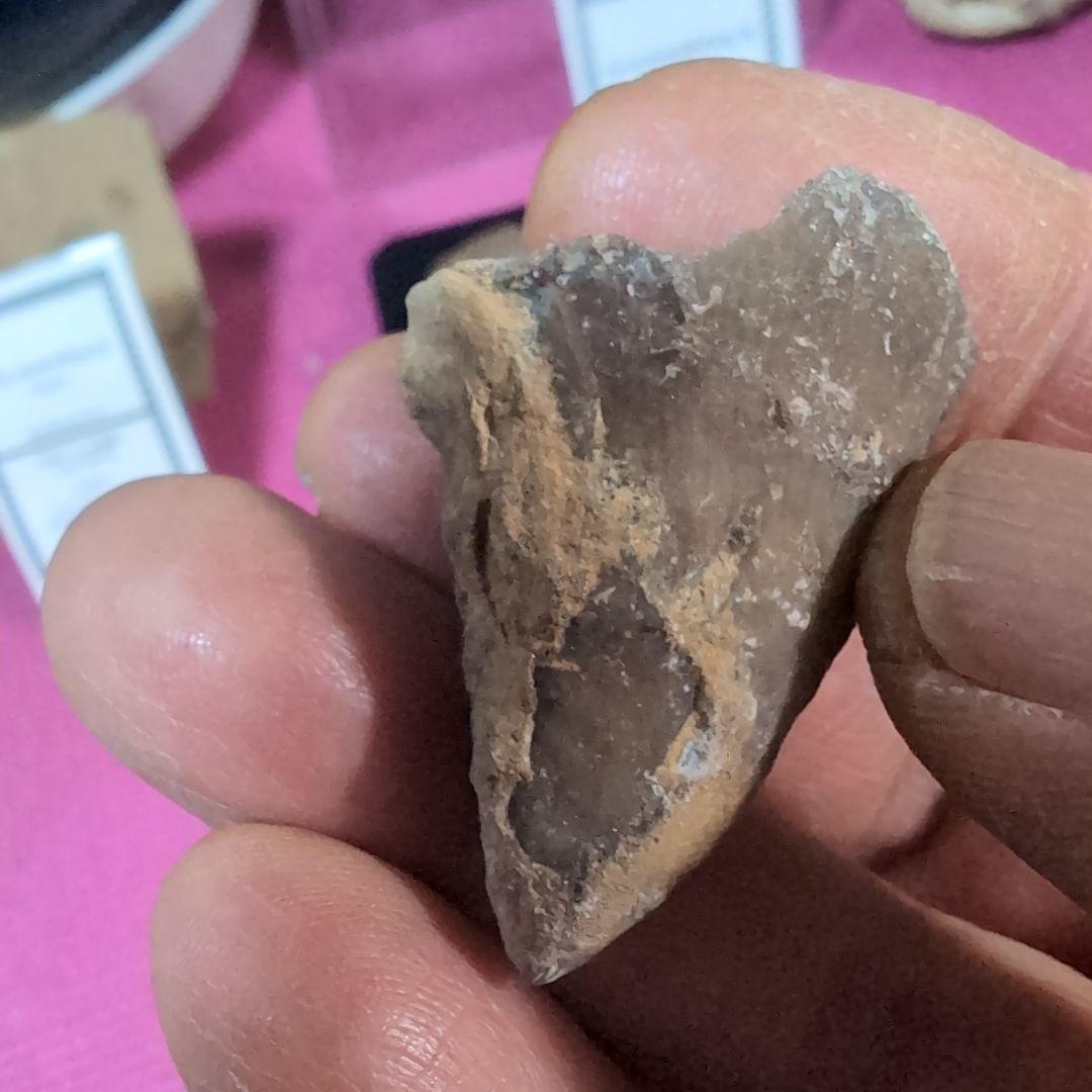 本物　恐竜の歯　内部水晶化　モササウルス?　25グラム