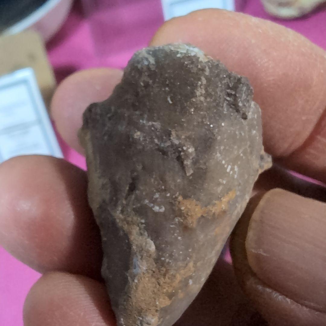 本物　恐竜の歯　内部水晶化　モササウルス?　25グラム