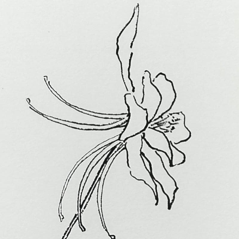 ☆坂本直行☆「 西洋オダマキ（イェロークィーン）」ペン画　太子　未使用！