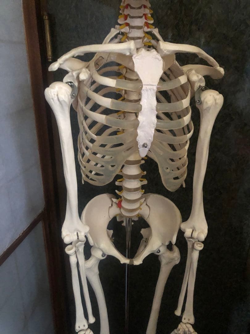 人体骨格模型 骨格模型 可動関節 全高約180cm
