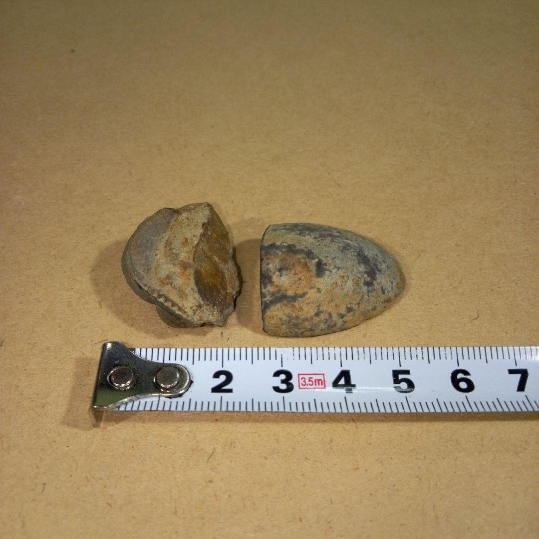 三葉虫　化石　fossil　ボリビア産　レア　Fossil判別④