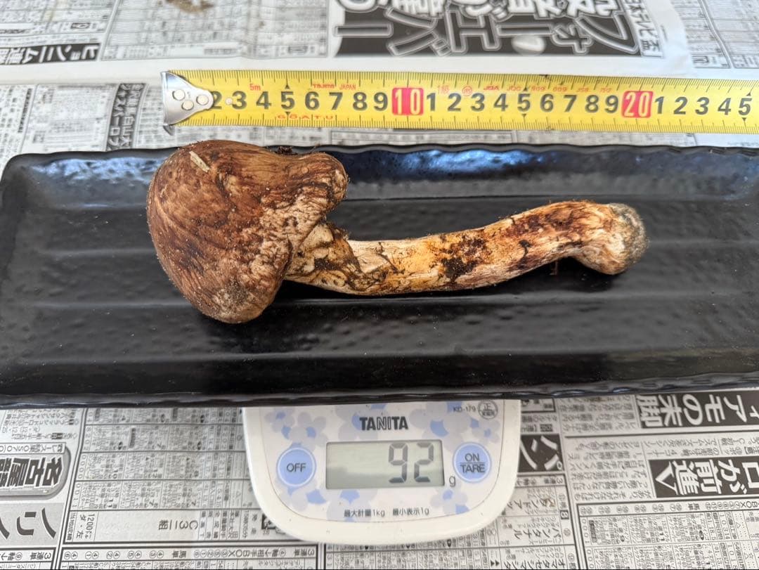 松茸　北海道　500g 訳あり　②　国産