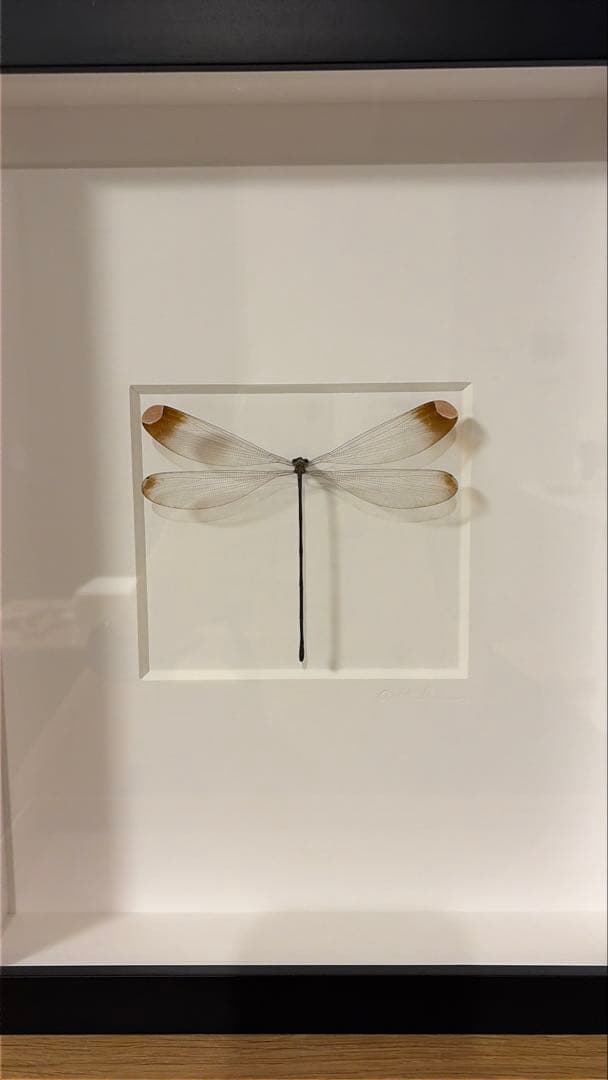 クリストファーマーレー　標本　イトトンボ　Amber Damselfly