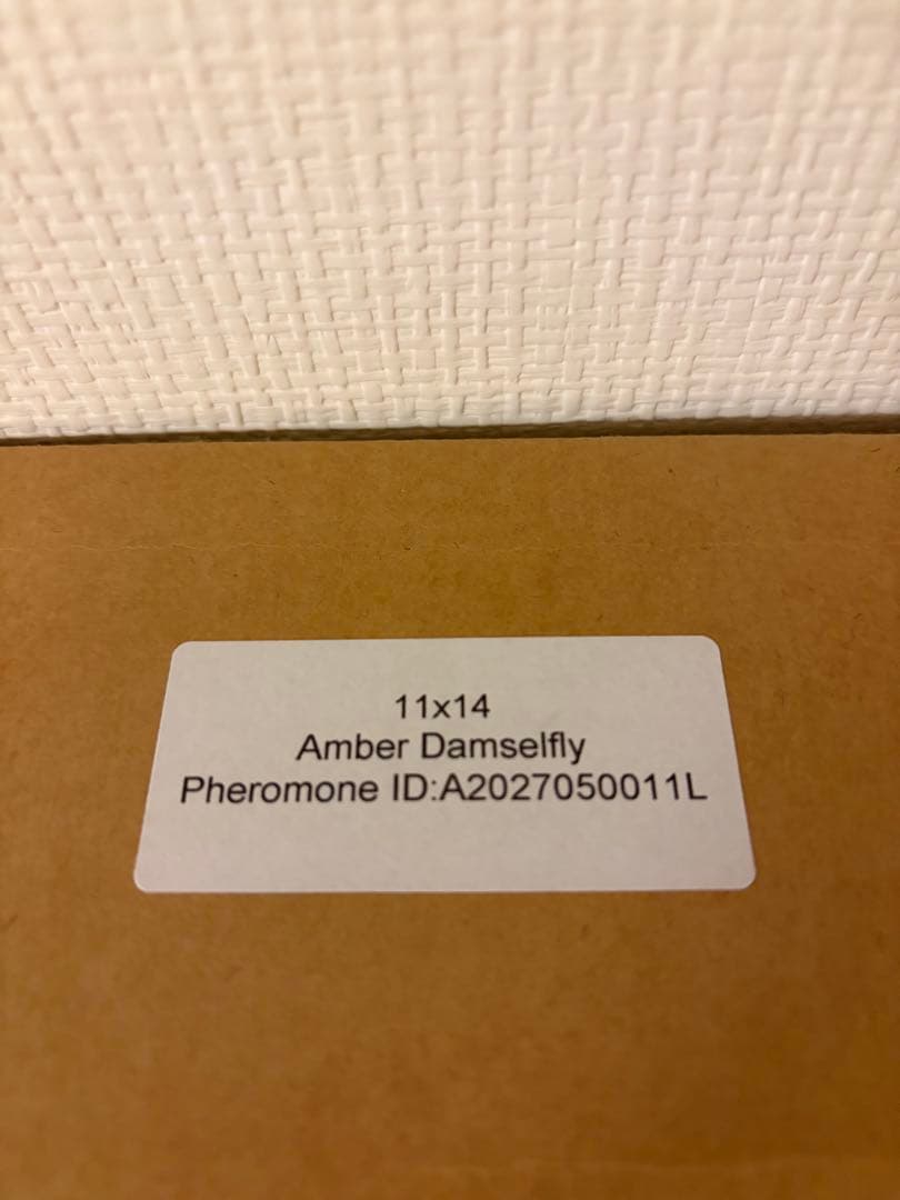 クリストファーマーレー　標本　イトトンボ　Amber Damselfly