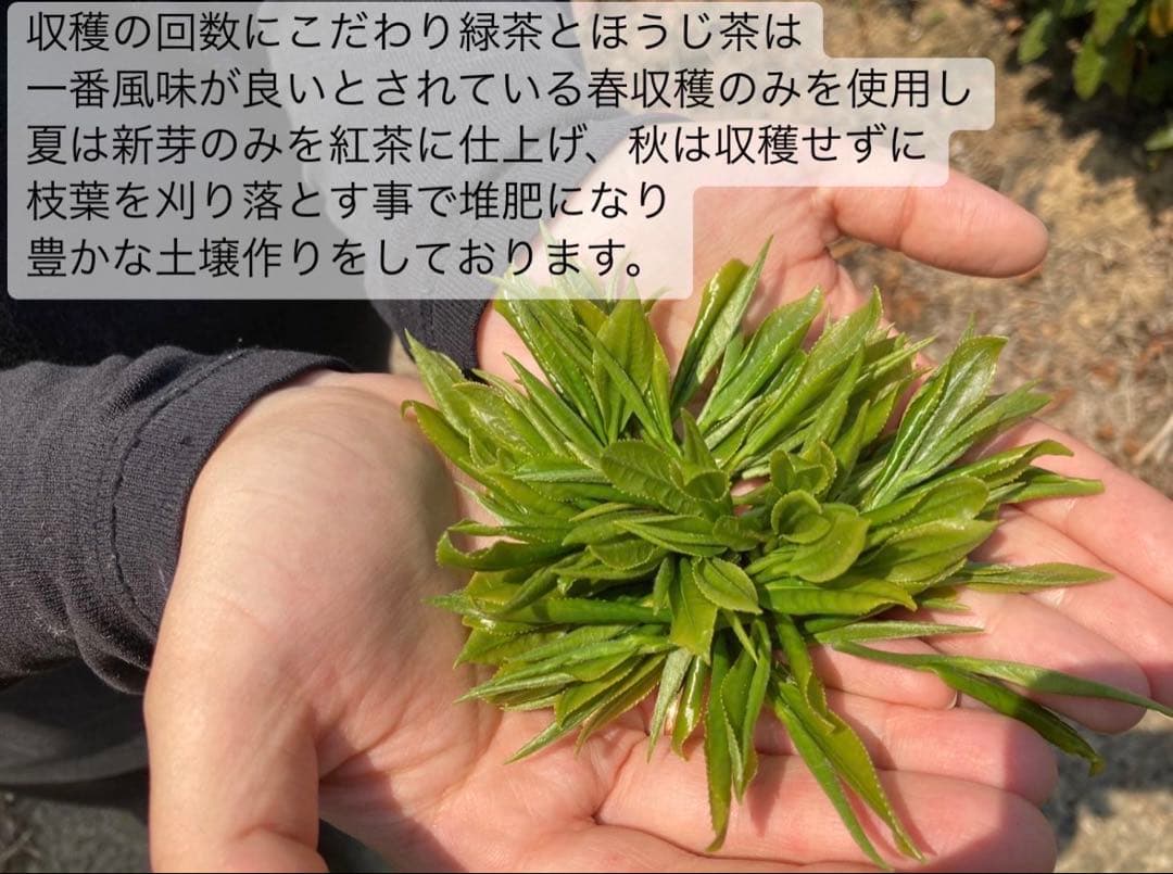 【農薬不使用】日本茶8種類飲み比べセット各(3個入り×8種類)