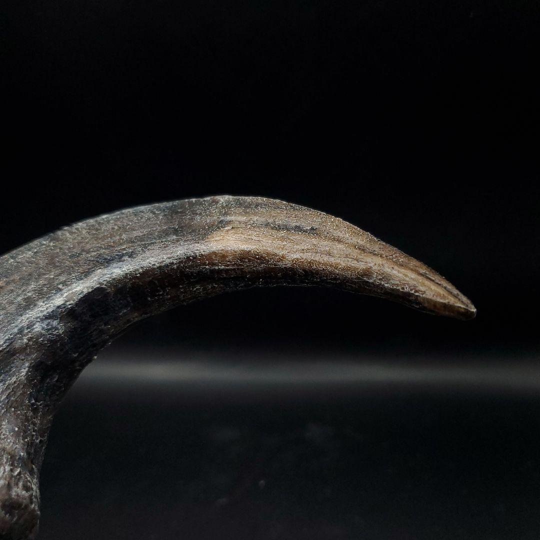 アロサウルス 爪 化石 レプリカ 約175,06mm  arr13