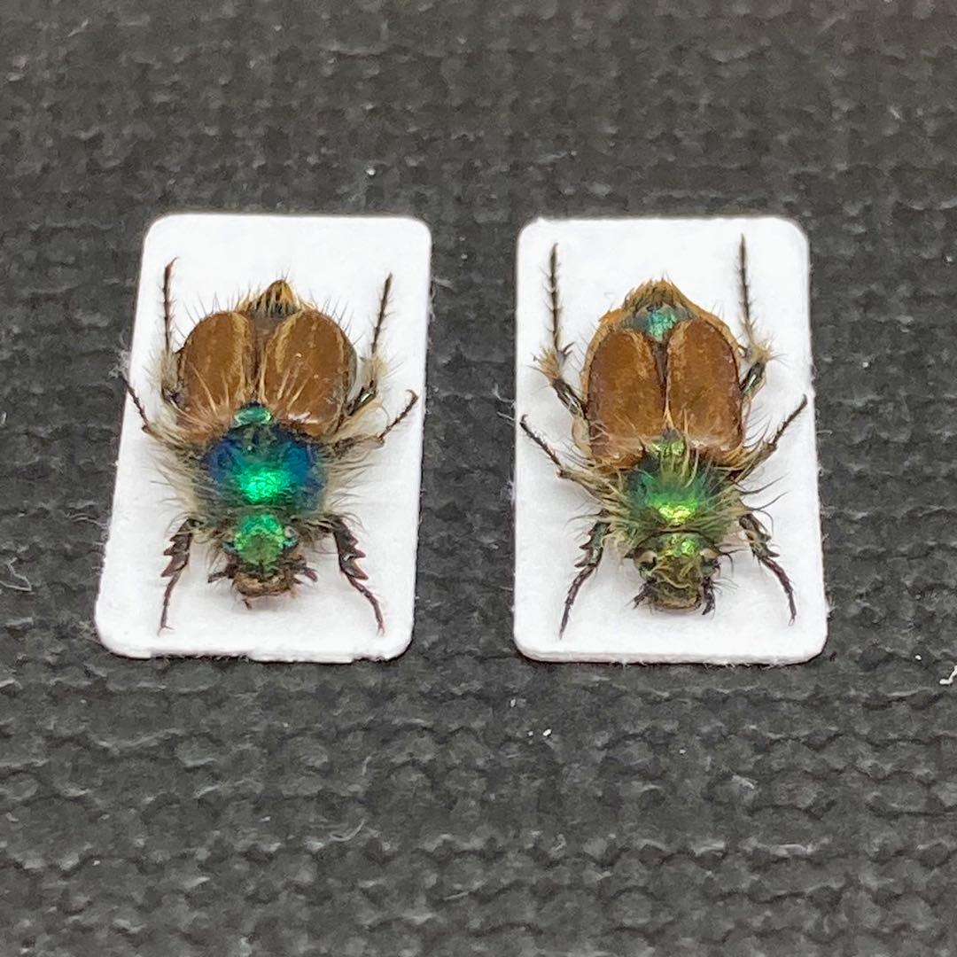 青く輝くイランのヒゲブトハナムグリ【標本】