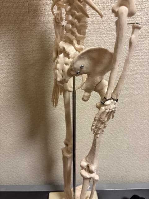 美品★人体骨格模型　80cm　1/2サイズ 骸骨