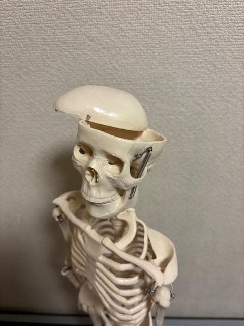 美品★人体骨格模型　80cm　1/2サイズ 骸骨