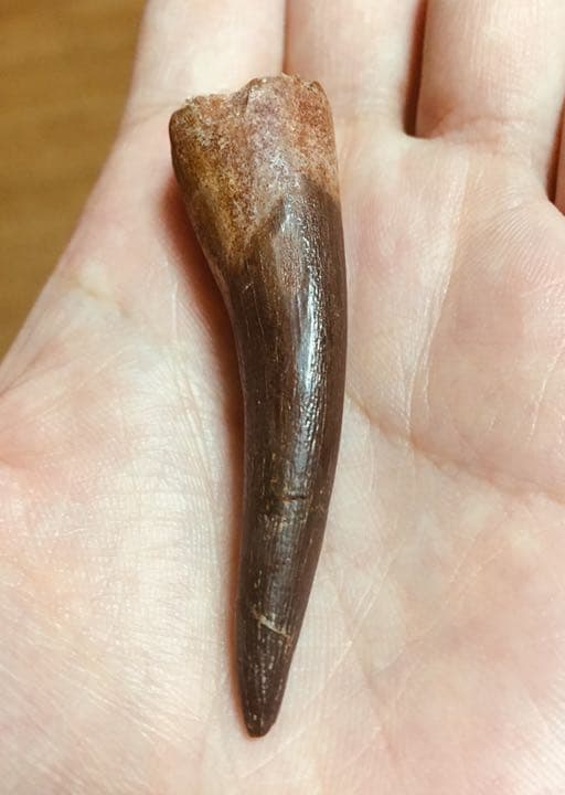 首長竜 プレシオサウルスの歯 化石 恐竜