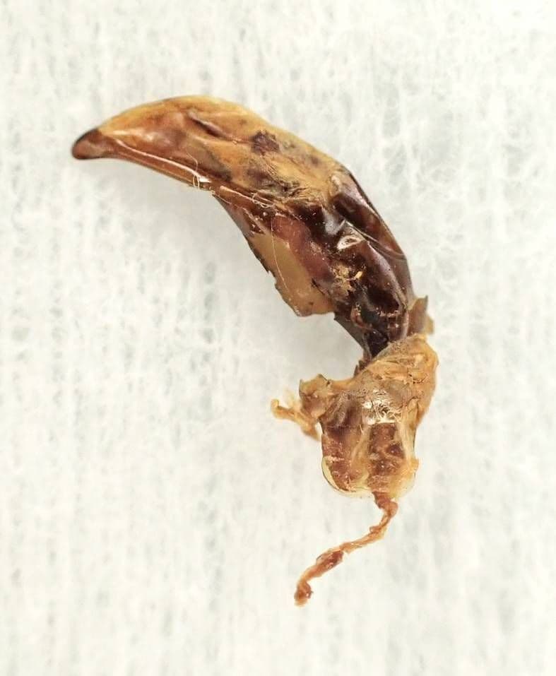 カブリモドキ　飼育交雑個体②