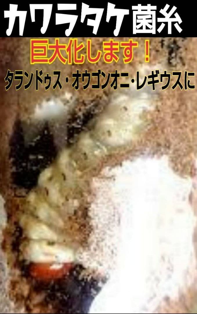 極上！カワラタケ菌糸瓶【8本】トレハロース・ローヤルゼリー配合！クワガタ全般OK