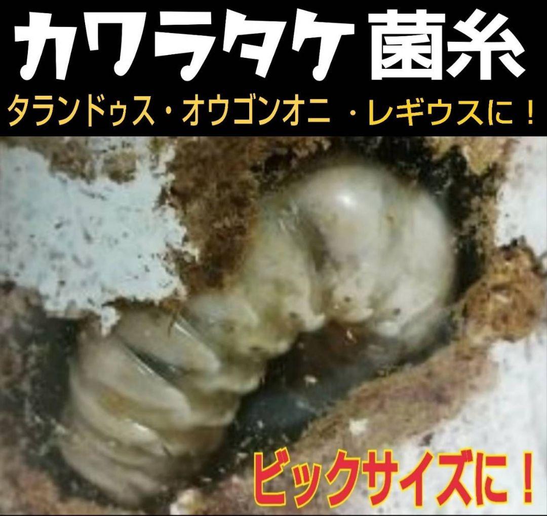 極上！カワラタケ菌糸瓶【8本】トレハロース・ローヤルゼリー配合！クワガタ全般OK