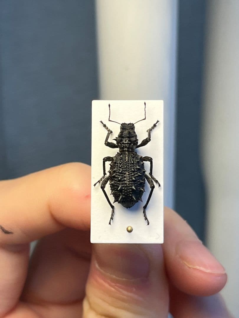 【18mm】トゲトゲヘンテコゾウムシ Acantholophus 標本