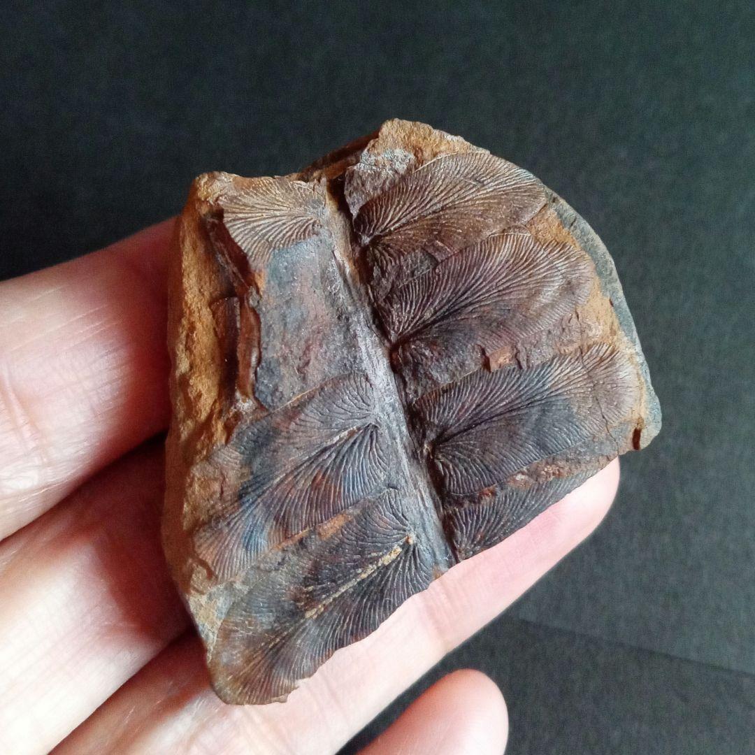 化石標本　植物　古生代　石炭紀　シダ種子類