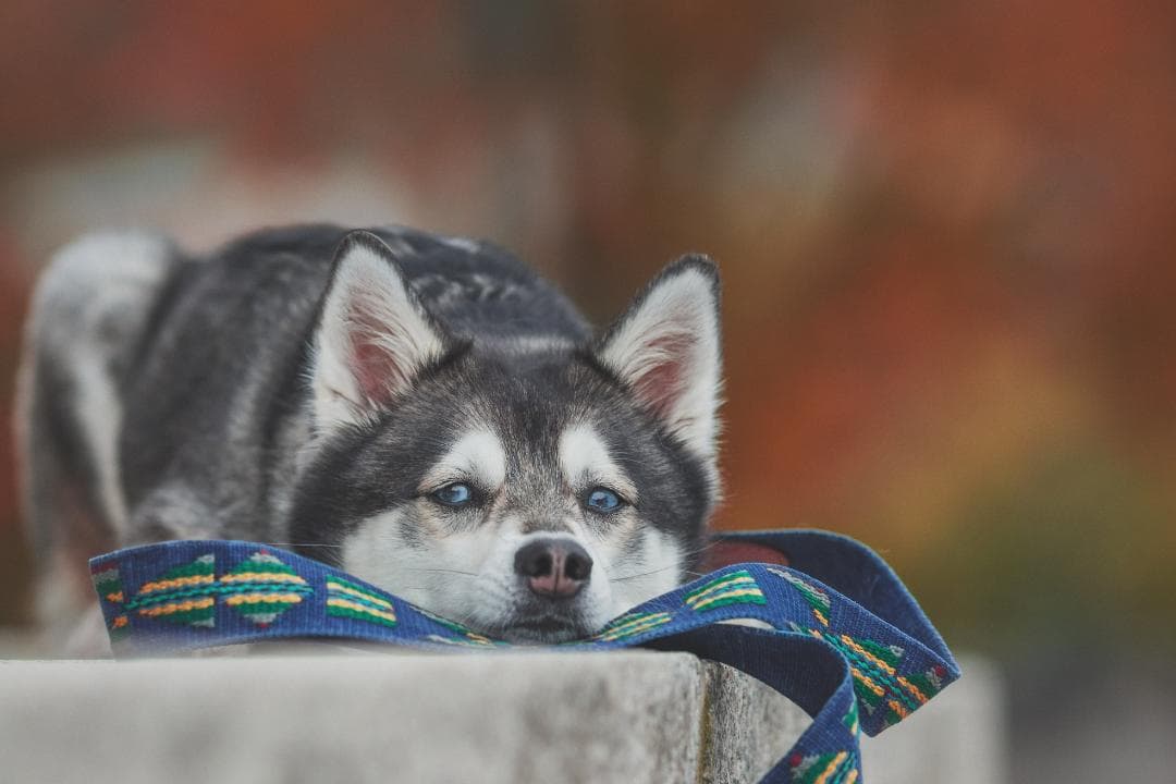 Etna Azul スペイン製 高級犬用リード（小型犬　中型犬）