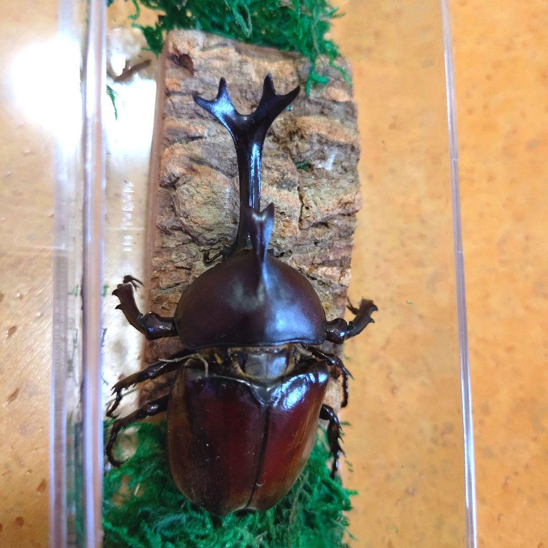超特大野生宝物カブトムシ標本83mm級頭角幅18.4mm胸角幅5.7mmぐらい