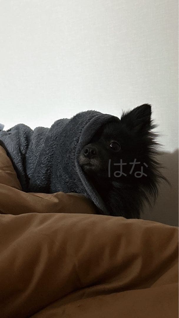 【写真も見てね】うちの子の可愛いアクリルキーホルダー　ポメラニアン