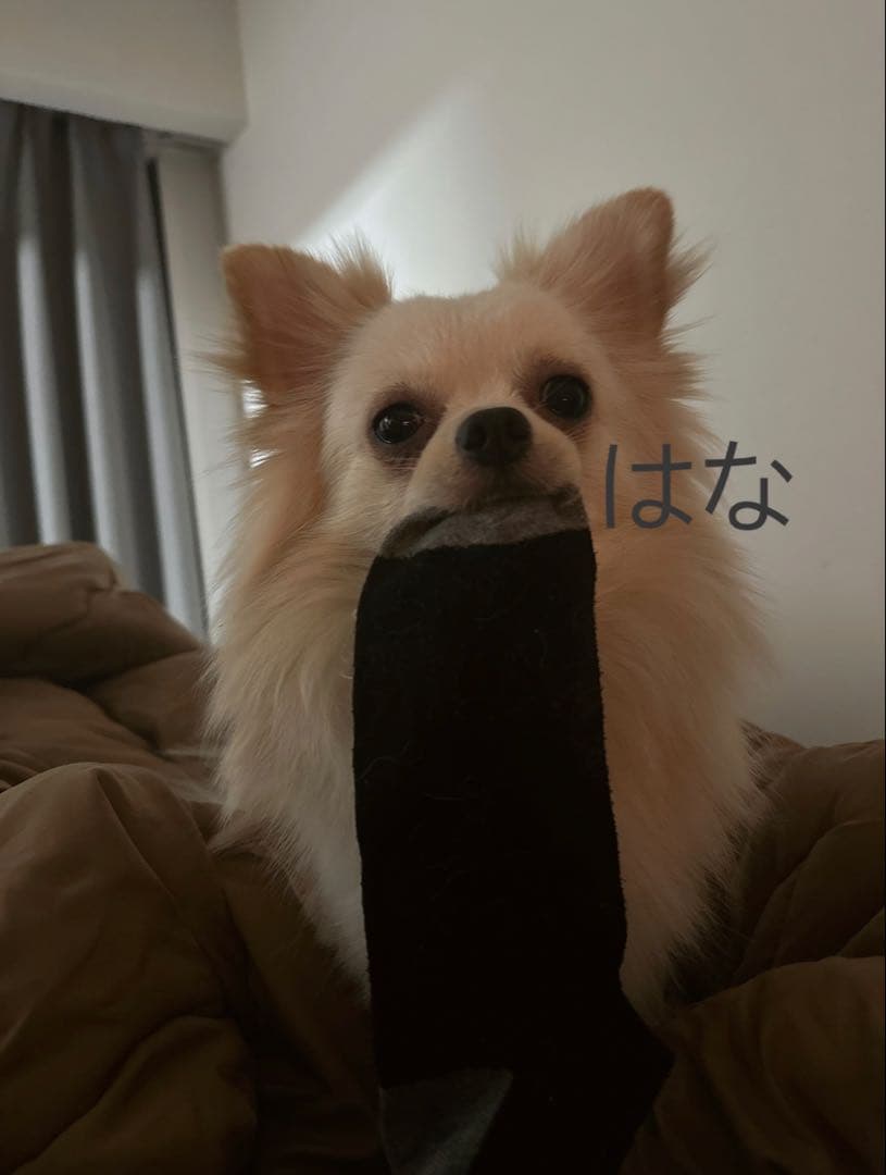 【写真も見てね】うちの子の可愛いアクリルキーホルダー　ポメラニアン