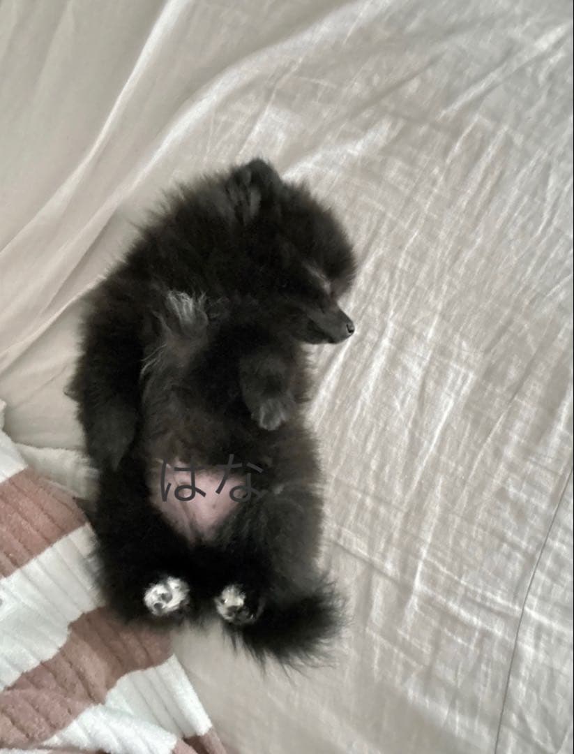 【写真も見てね】うちの子の可愛いアクリルキーホルダー　ポメラニアン