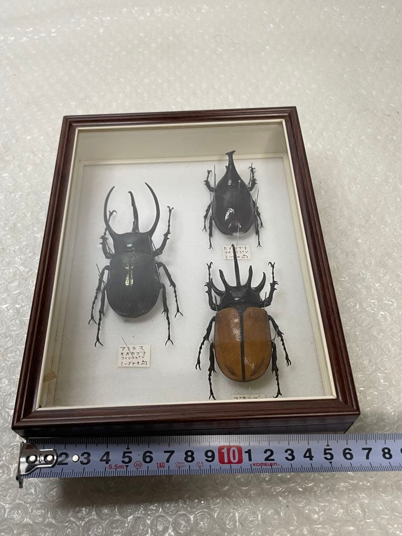 標本 名蝶社 カブトムシ クワガタ 3種 標本ケース入り