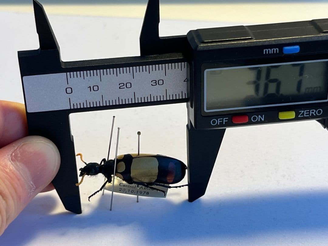 【36mm】ツチハンミョウ 中央アフリカ産 オサムシマイマイカブリ 昆虫標本