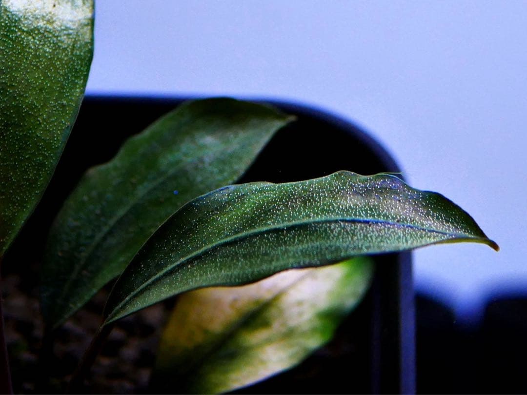 《激美＆激レア》ブセファランドラ『Pearl Gray』【完全水中葉】鉢植え株