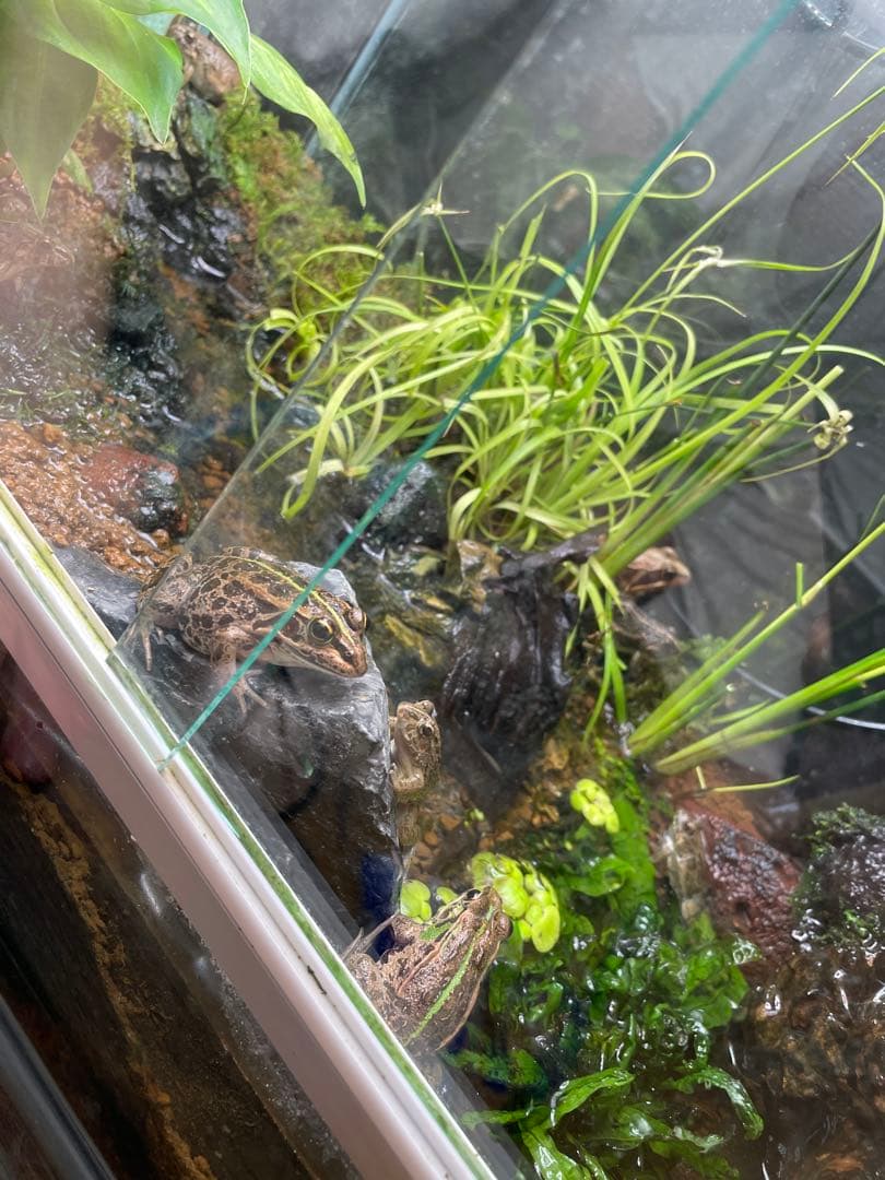【受注生産】 小川のあるアクアテラリウム 60センチ水槽