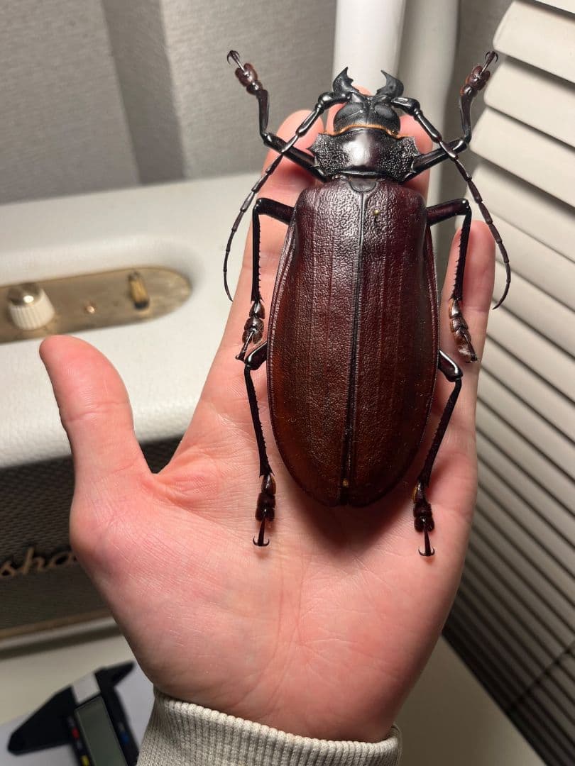 【121mm】タイタンオオウスバカミキリ カブトムシクワガタハナムグリ昆虫標本