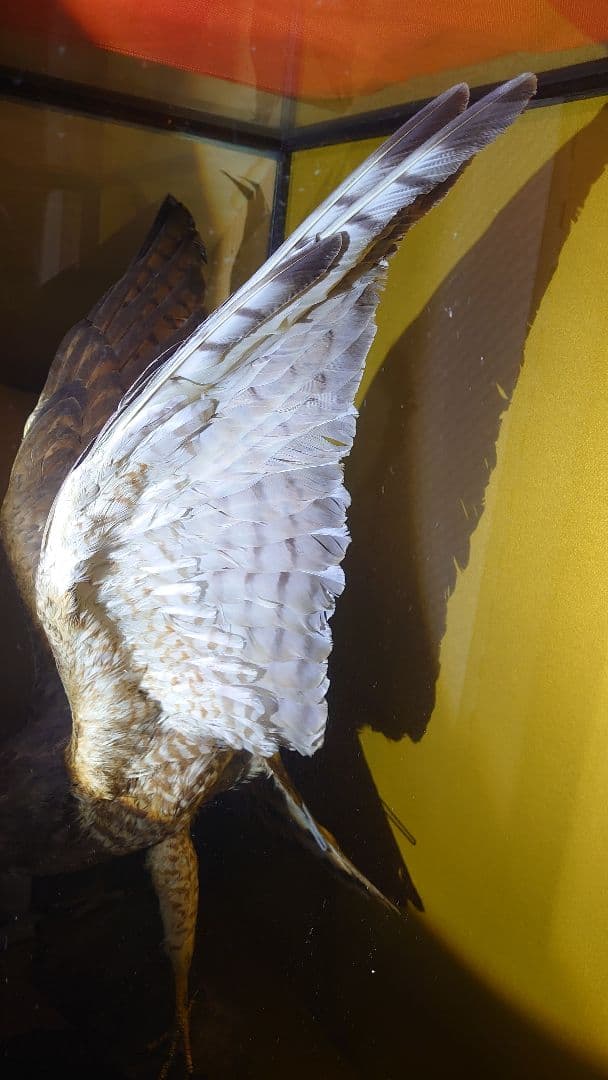 鳥　サシバタカ　剥製　はく製　宇都宮　引き取り