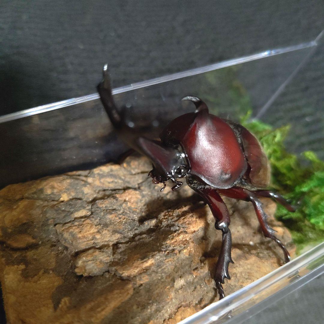 角極太野生標本超特大レッドカブトムシ82mm頭角19.3mm胸角5.7mmぐらい