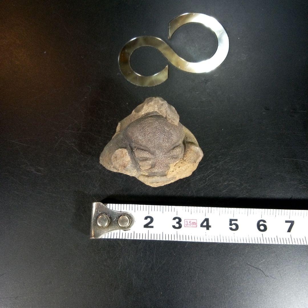 三葉虫　化石　fossil　ボリビア産　trilobite　ボリビア三葉虫郡⑨