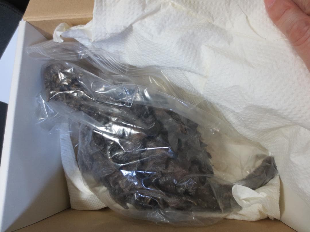 KAME HOUSE　幻獣の亀　フィギュア　完成品　22㎝　ガメラ