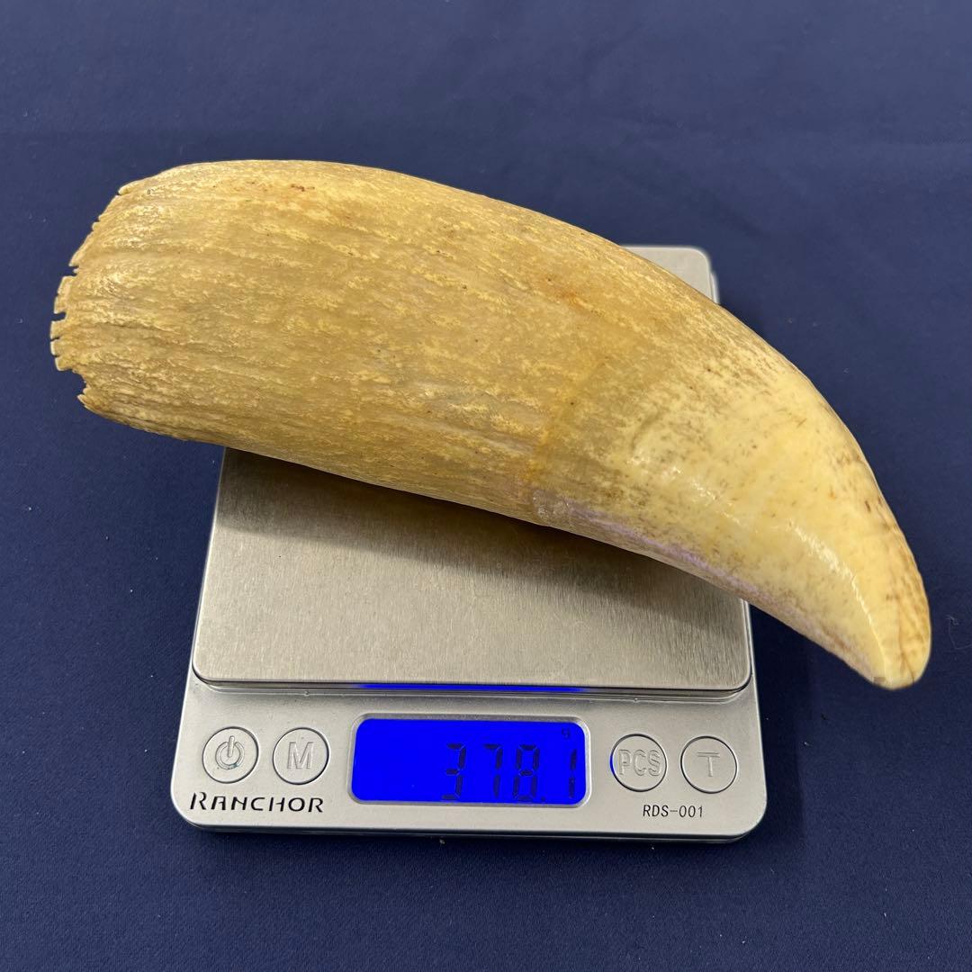 鯨の歯 牙 マッコウクジラ 重量378.1g レア 希少 大きめ 重め キバ