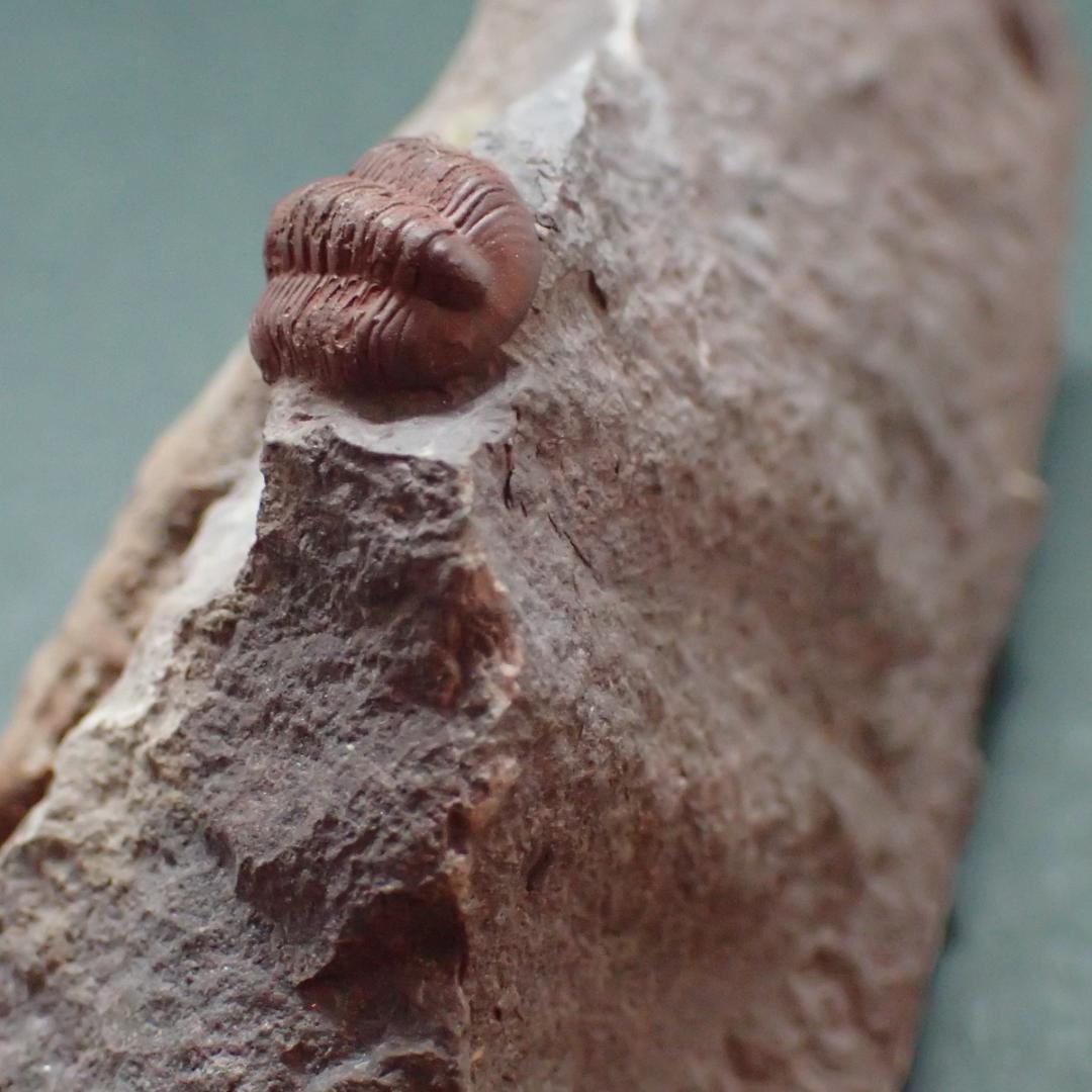 赤い三葉虫の化石 プロエトペルティス モロッコ産 本物保証