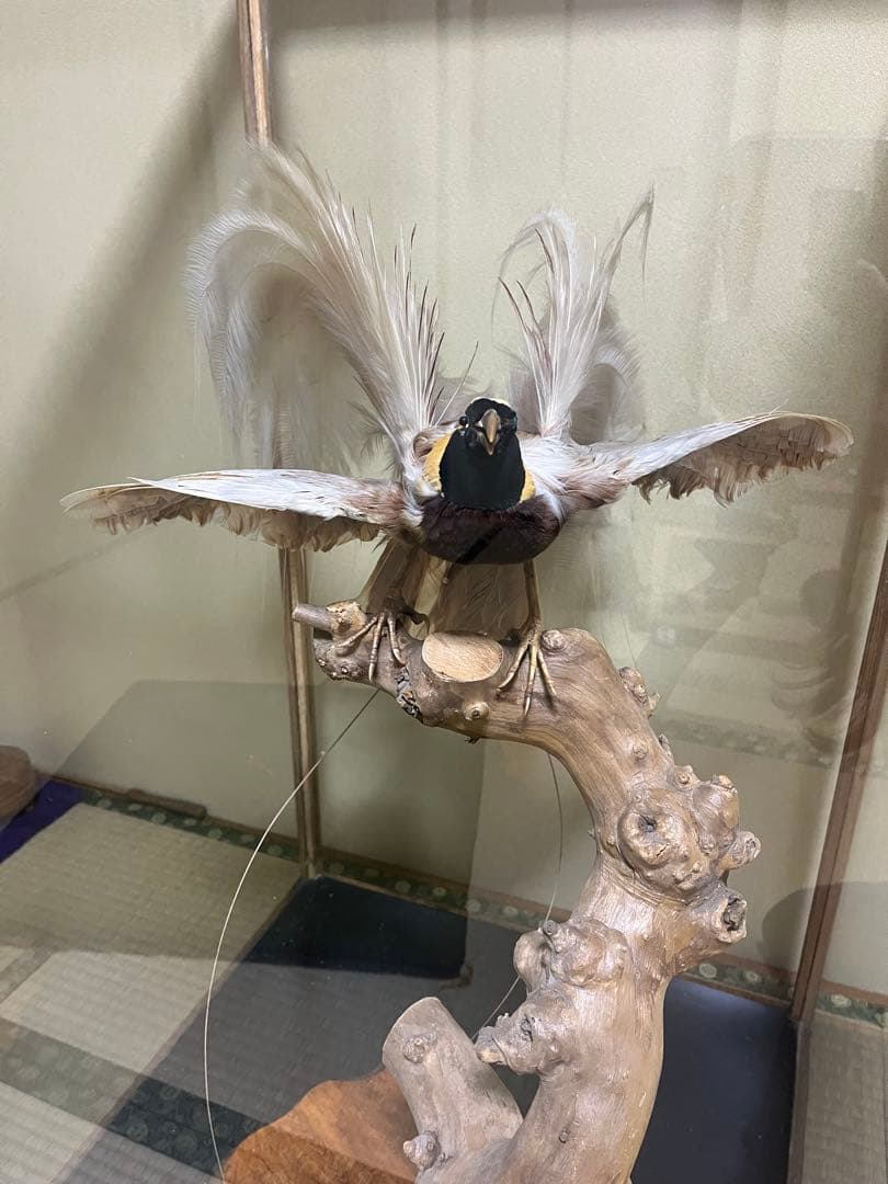 極楽鳥　剥製　置物